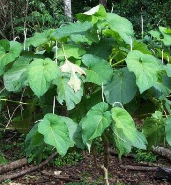 Cómo aprovechar las propiedades curativas de los productos naturales