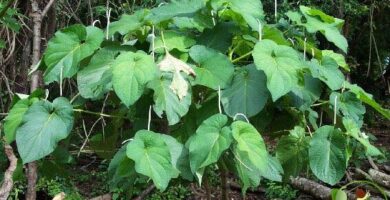 Cómo aprovechar las propiedades curativas de los productos naturales