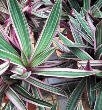 ¿Cómo cultivar y cuidar Moisés en la cuna?