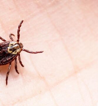 Garrapatas: significado del sueño