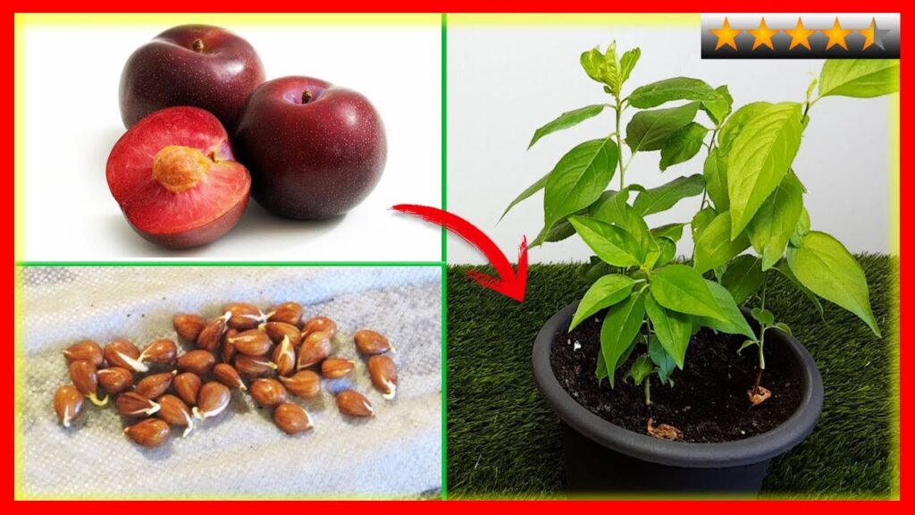 Guía completa para cultivar árbol de ciruela roja 1 Guía completa para cultivar árbol de ciruela roja