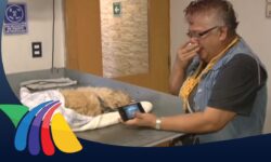 Cuánto Cuesta Cremar un Perro: Guía de Precios Detallada