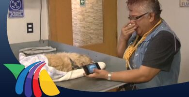 Cuánto Cuesta Cremar un Perro: Guía de Precios Detallada 6 Cuánto Cuesta Cremar un Perro: Guía de Precios Detallada