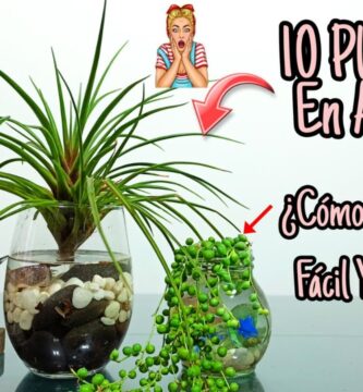 Top 10 Lugares Donde Se Cultivan Plantas para Venta