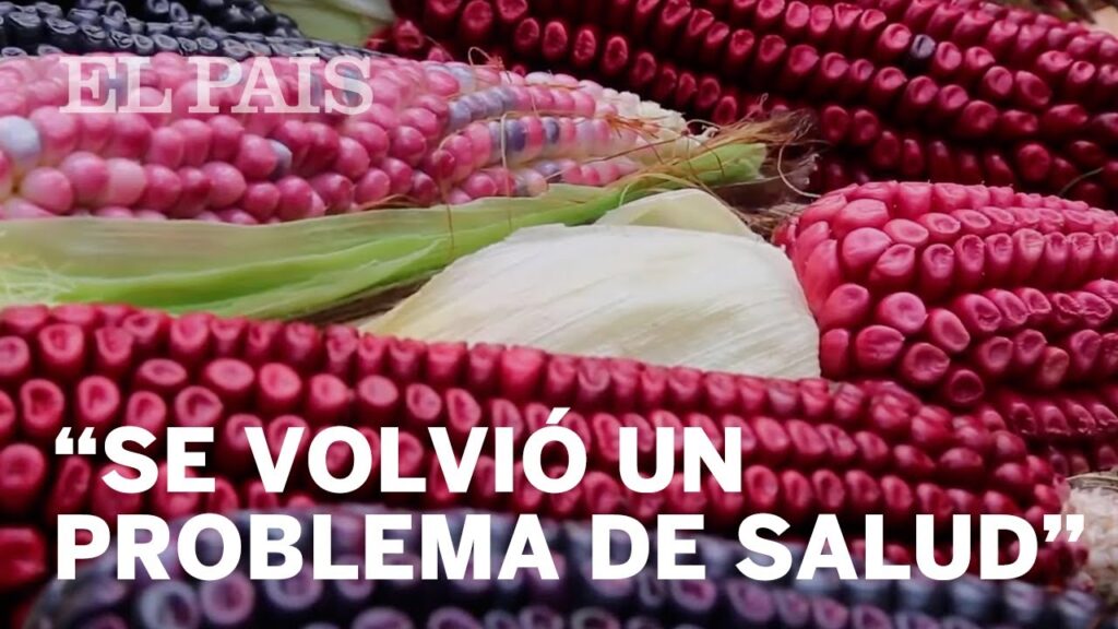 Descubre los increíbles beneficios del maíz rojo 1 Descubre los increíbles beneficios del maíz rojo
