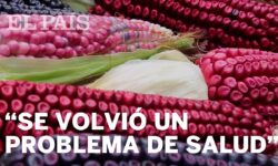 Descubre los increíbles beneficios del maíz rojo