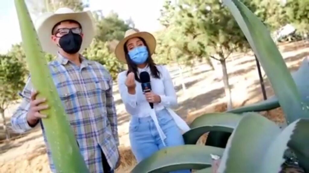 Beneficios y Usos de la Miel de Maguey 1 Beneficios y Usos de la Miel de Maguey