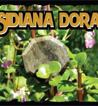 Guía Completa Sobre la Rara Obsidiana Dorada