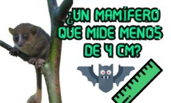 Descubre el Pequeño Mamífero que Entra en una Mano