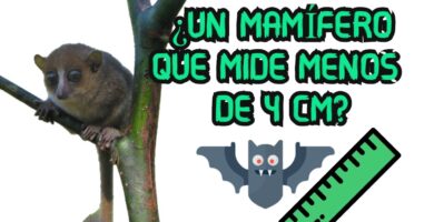 Descubre el Pequeño Mamífero que Entra en una Mano 4 Descubre el Pequeño Mamífero que Entra en una Mano