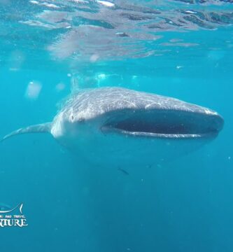 Avistamiento de Tiburón Ballena en Holbox: Guía Completa