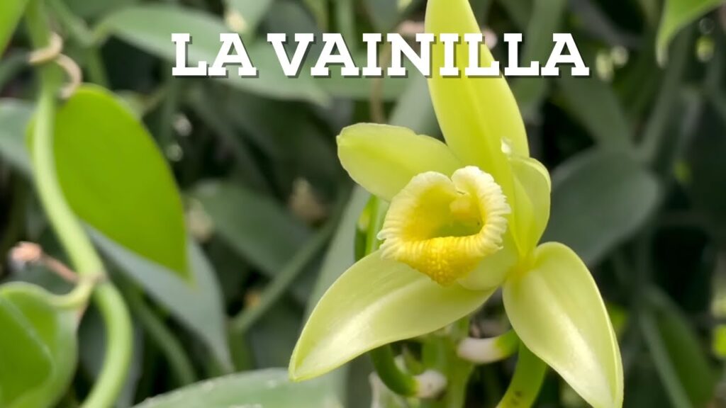 Descubriendo los Secretos de la Vainilla de Papantla Auténtica 1 Descubriendo los Secretos de la Vainilla de Papantla Auténtica