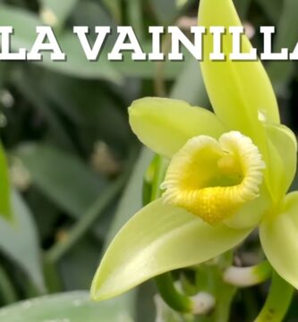 Descubriendo los Secretos de la Vainilla de Papantla Auténtica