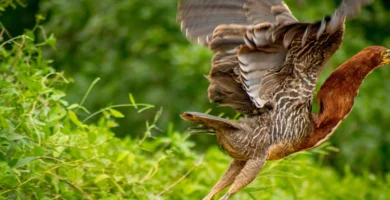 Turismo de caza sostenible con experiencias únicas en la naturaleza