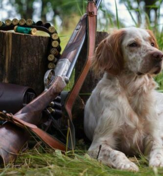 Consejos de entrenamiento y seguridad para tus perros de caza