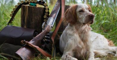 Consejos de entrenamiento y seguridad para tus perros de caza