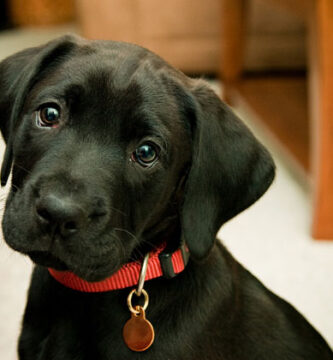 Collares GPS para perros de caza resistentes y de larga duración