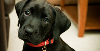 Collares GPS para perros de caza resistentes y de larga duración 4 Collares GPS para perros de caza resistentes y de larga duración